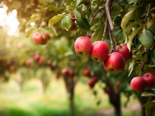 L’approche du verger et des arbres fruitiers de l’arboretum : noyers, châtaigniers, noisetiers...