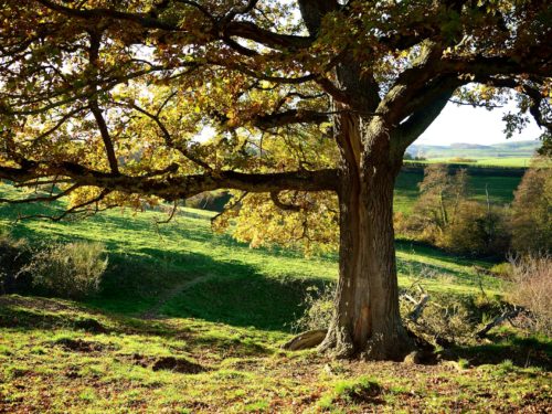 brown tree on green grass field during daytime