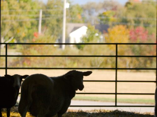 L’approche des animaux : observation, soins, contact