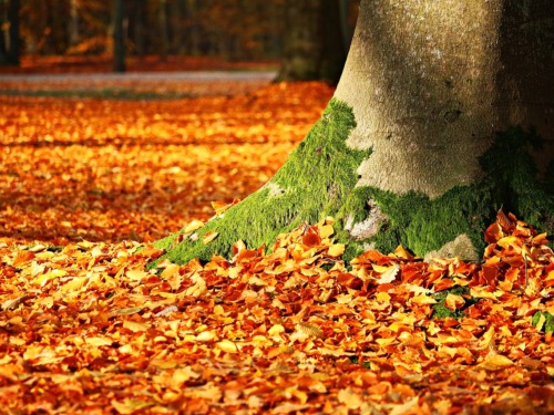 autumn, leaves, tree