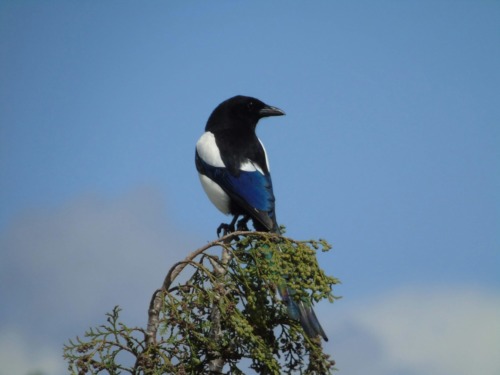 black and white bird on tree branch during daytime
