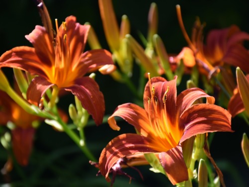 a close up of some flowers