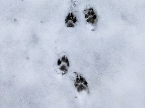 Dog Footsteps on the Snow
