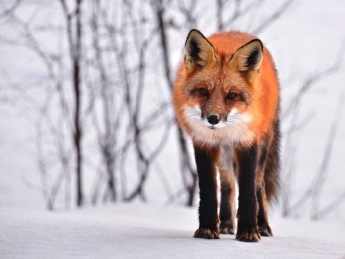 fox, winter, animal