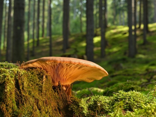 mushroom, tree stump, moss, forest floor, summer, nature, summer, summer, summer, summer, summer